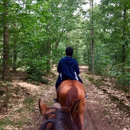 Les Chevaux