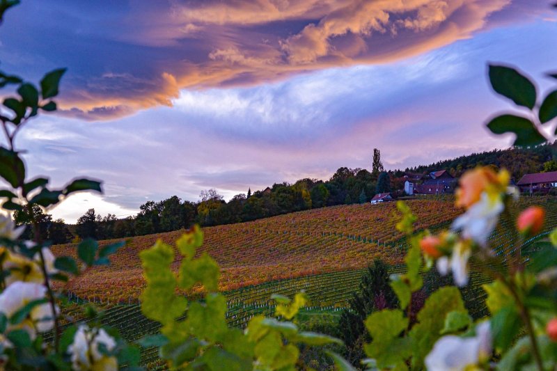 Weingut Weber