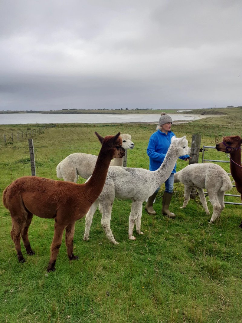 Alpacan