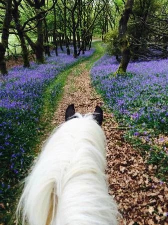 Pony Trekking by Lion Royal Hotel