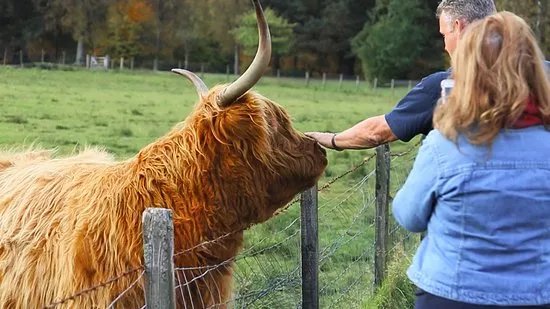 Highland Experience Tours