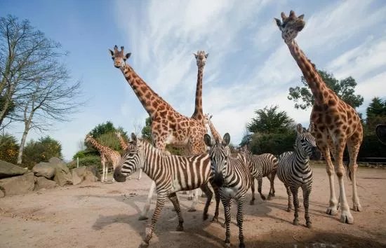 Belfast Zoo