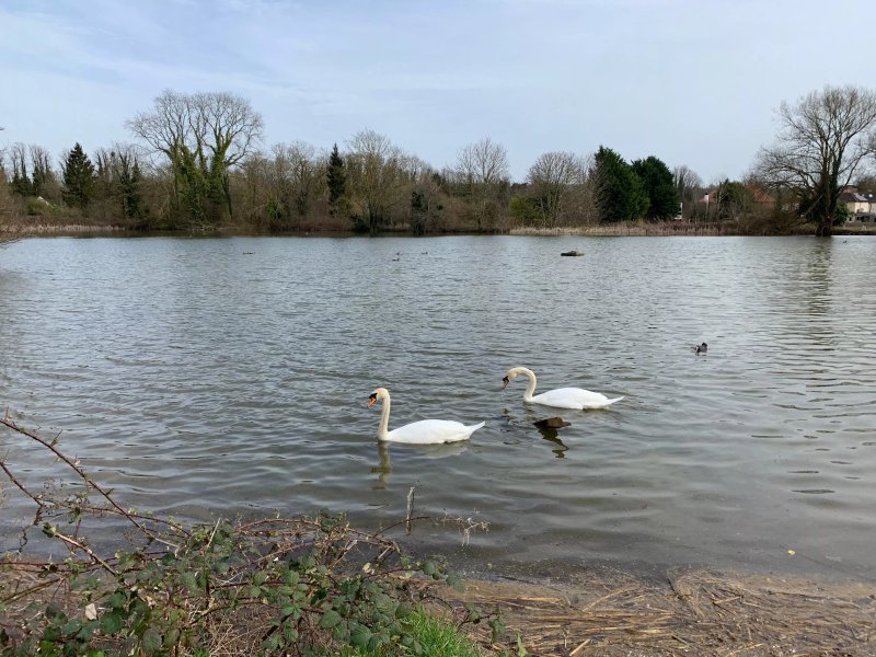 Fetcham Mill Pond