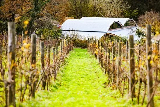 Sedlescombe Organic Vineyard