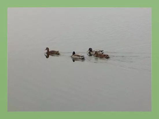 Springbrunnen Knieperteich - Stralsund