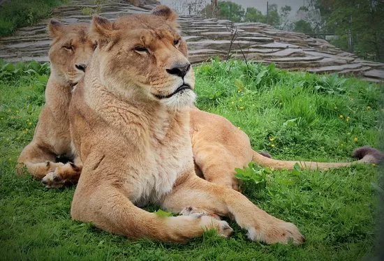 Five Sisters Zoo