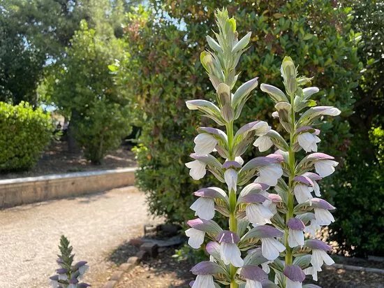 Zappeion Garden
