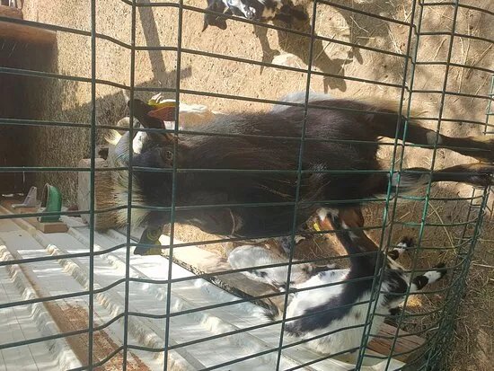 Ferme Des Colombiers Les Amis Des Poneys