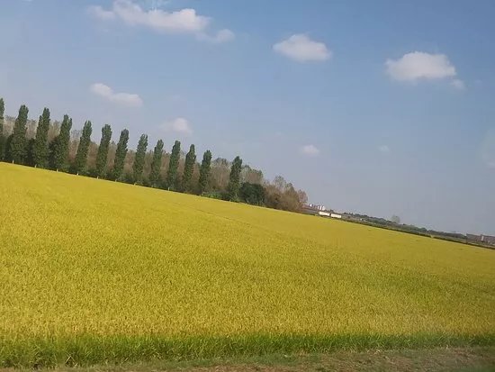 Rice Paddies Po River