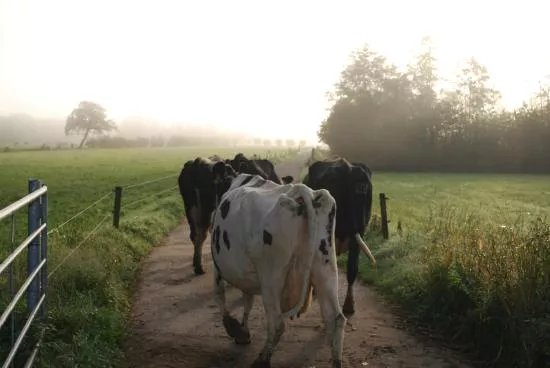 Farm Visit