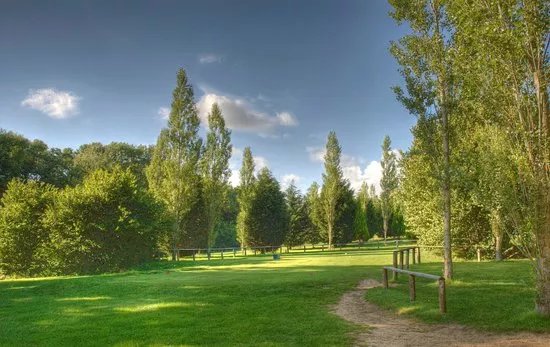 Bulbury Woods
