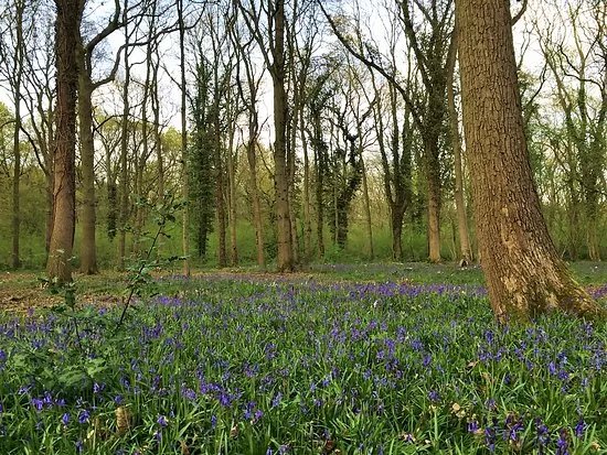 Burbage Common and Woods