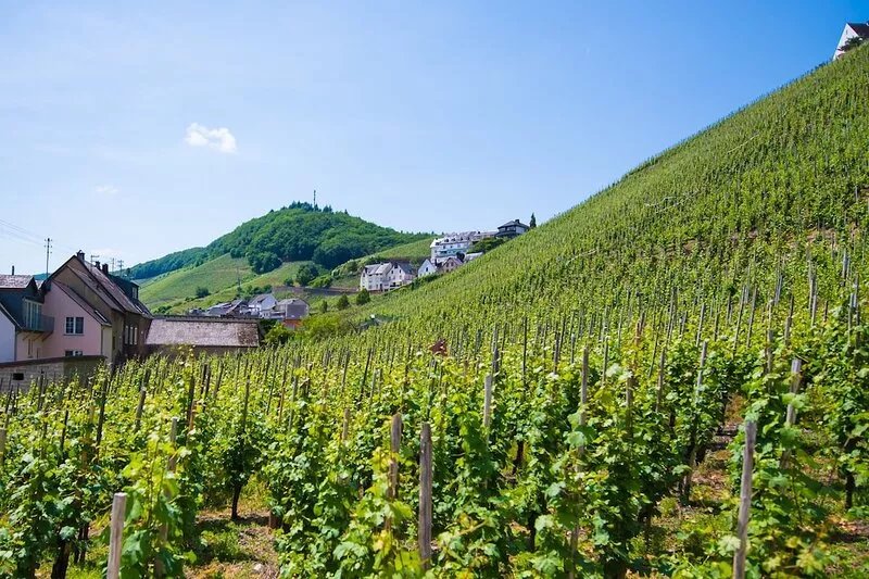 Ap 5 - Kranklay-Apartment-Family-Private Bathroom-Vineyard view
