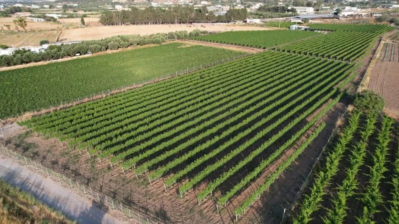 Petra Marinou Winery