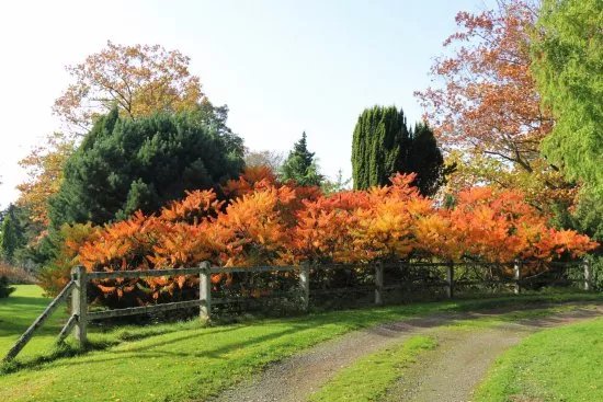 Parc Arboretum du Manoir aux Loups