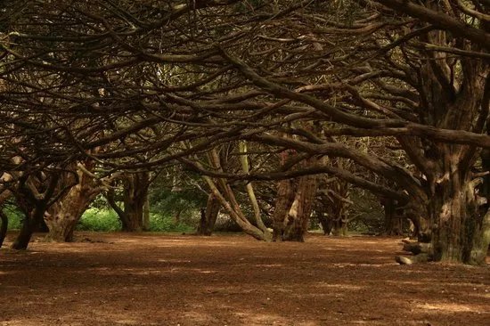 The great Yews