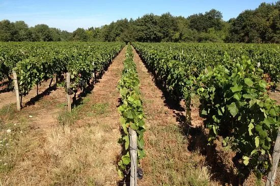 Domaine Nairaud Suberville