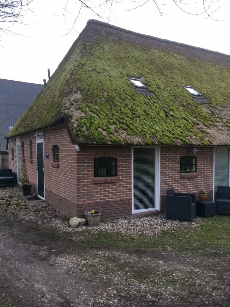in den Groene Specht
