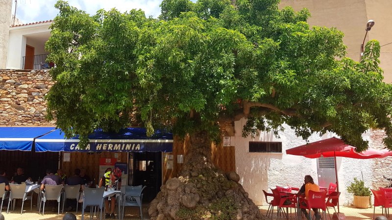 Bar Casa Herminia