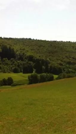 Islandpferde von der Untermuhle
