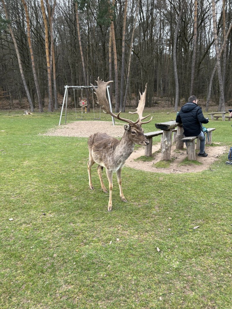 Wild- und Wanderpark Sudliche Weinstrasse bei Silz