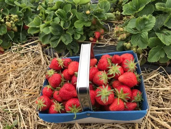 Stanhill Farm Kent