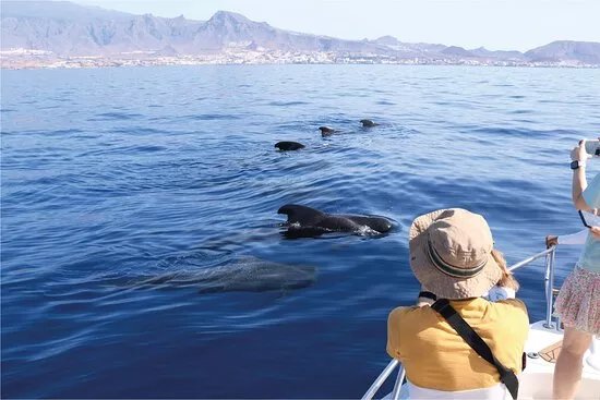 Atlantic Eco Experience | Whale Watching Tenerife