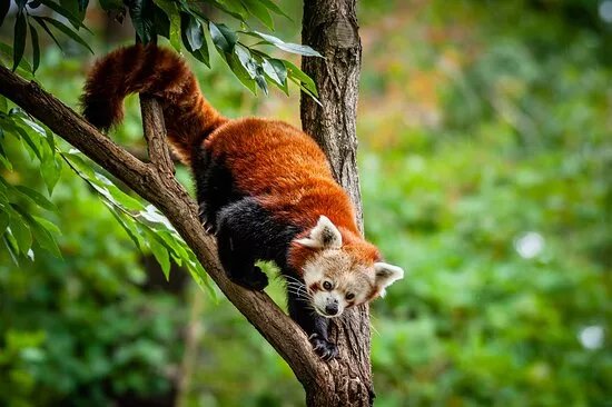 Zoopark Chomutov