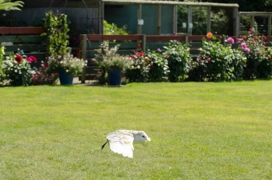 Huxley's Birds of Prey Centre and Gardens