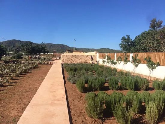 Ibizaloe
