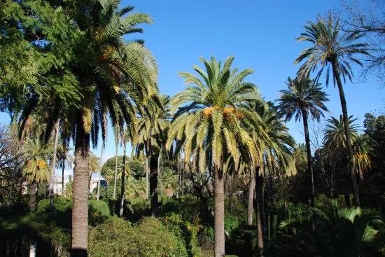 Jardines de la Buhaira