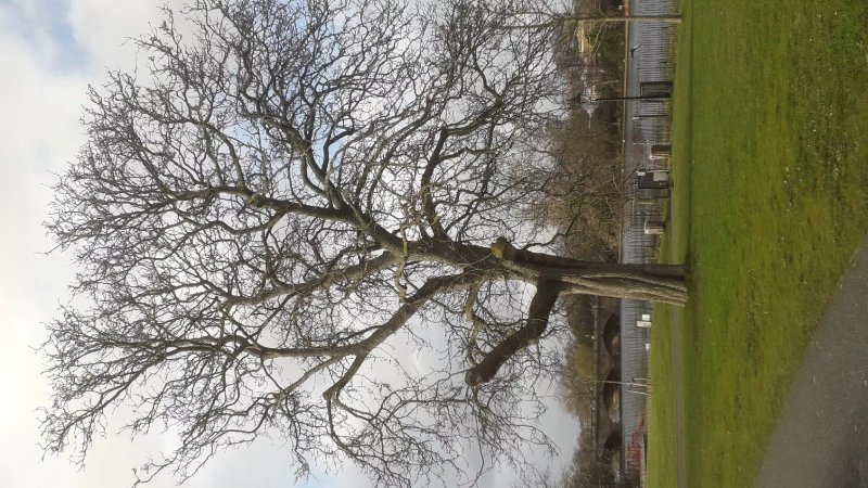 The Royal Parks