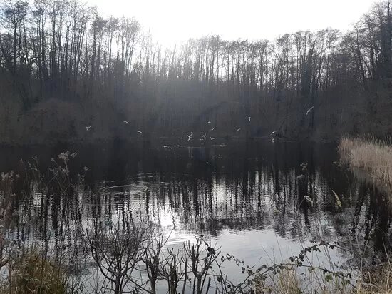 Foret De Bondy