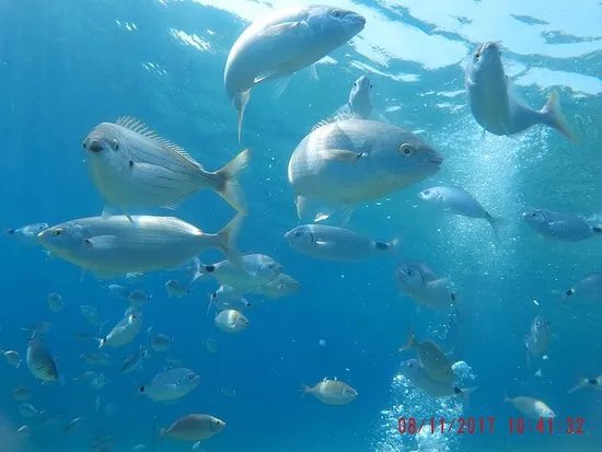 Big Fish Dive Center