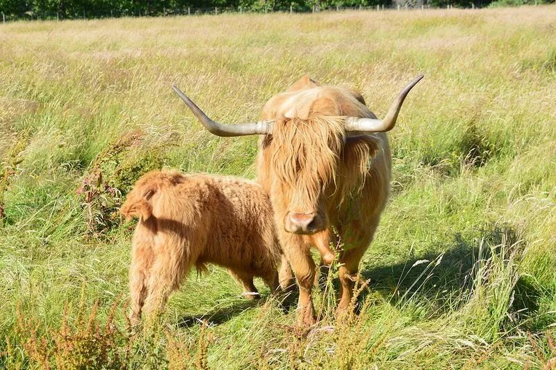 CALLANDER - 'Calasraid' in the Trossachs Luxury Relaxed Self Catering