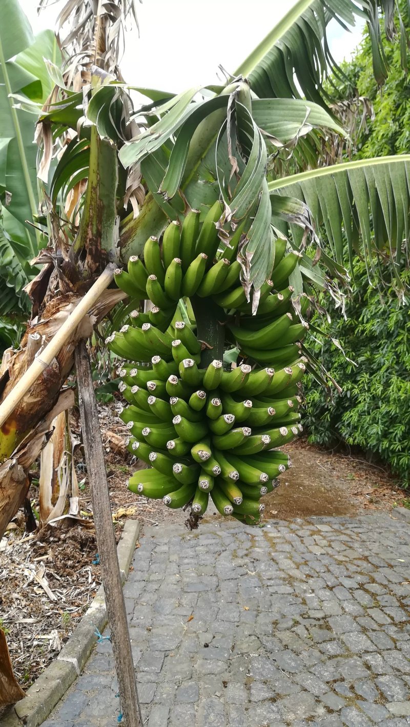 Quinta Amaro Al