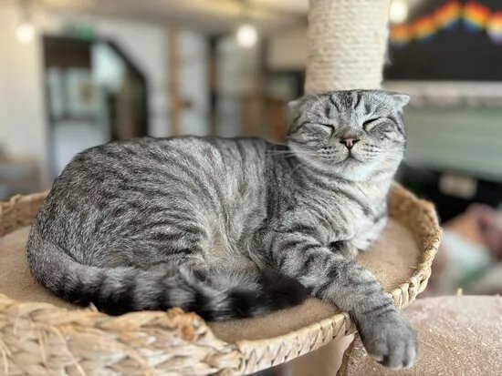Canterbury Tails Cat Cafe