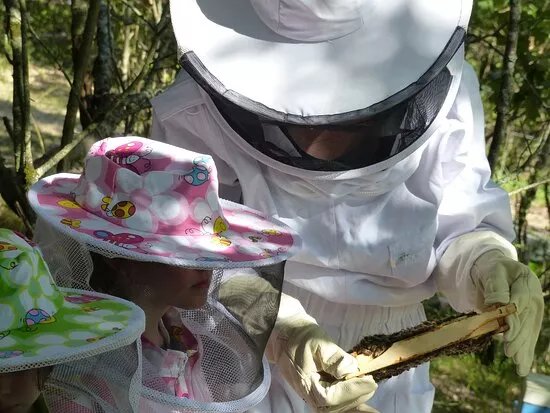 Les abeilles en famille