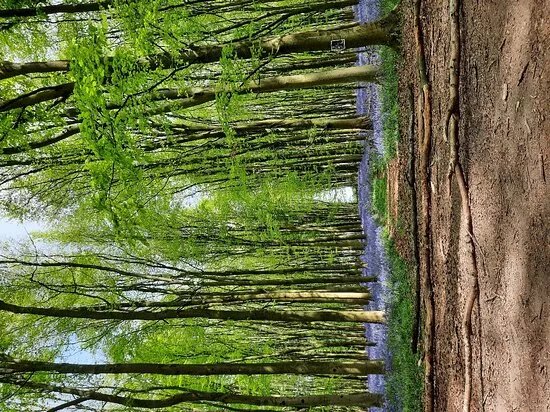 Philipshill Wood