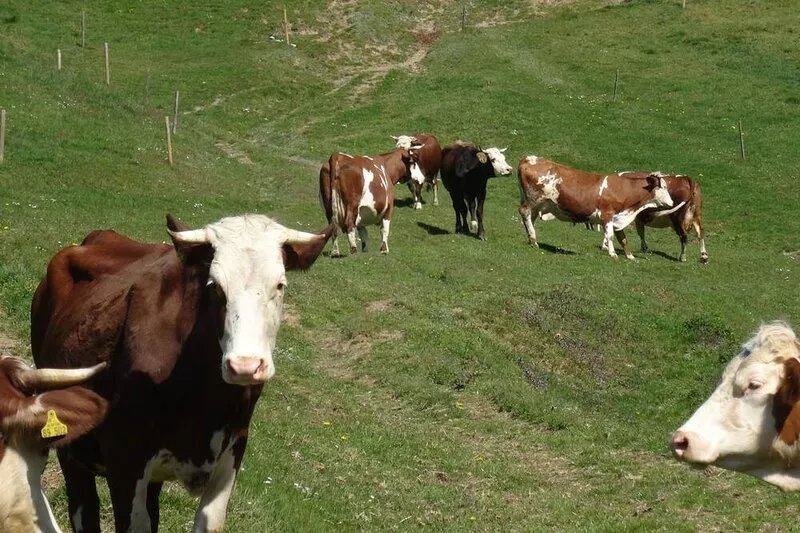 Vacation on a farm with lots of animals