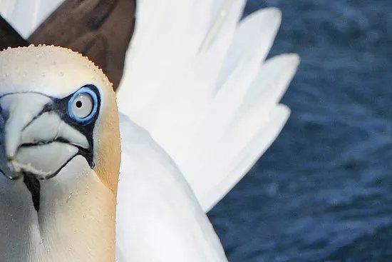 Shetland Seabird Tours - The Noss Boat