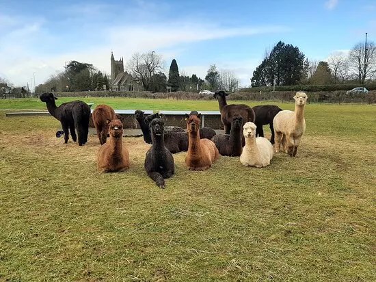 Wolfridge Alpaca Barn