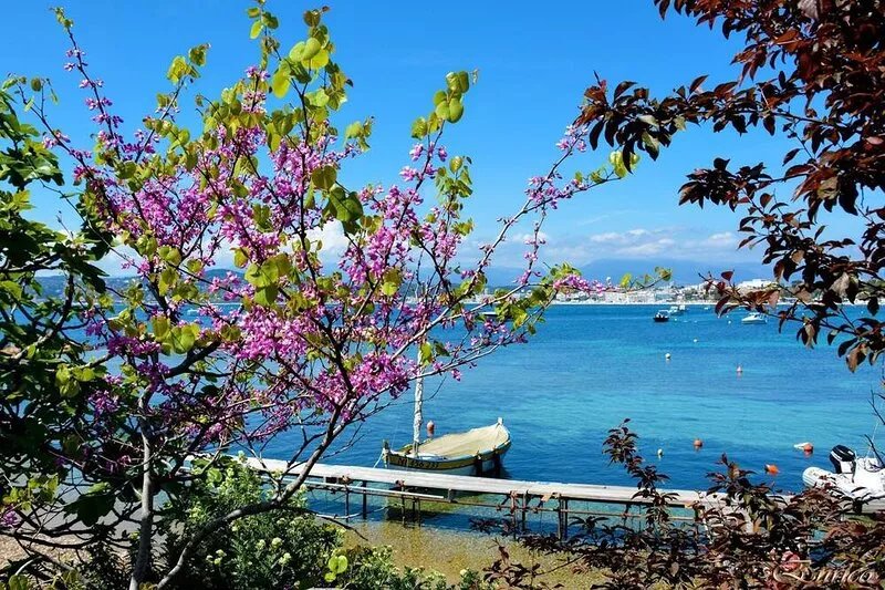 ANTIBES 3 STAR APARTMENT AIR CONDITIONED 2 BEDROOMS TERRACES GARDEN PARKING