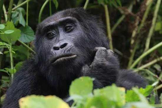 Big 5 Africa Tours