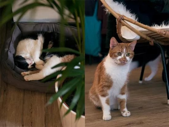 Catcafe Op z'n Kop