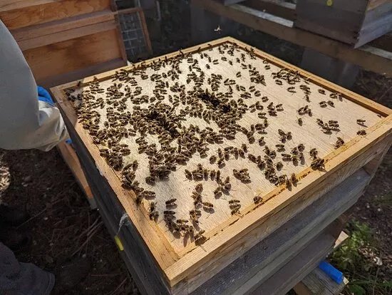 The Bee Butler