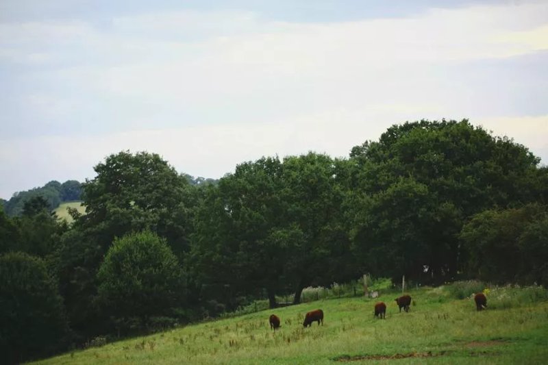 Stone Hill Farm B&B