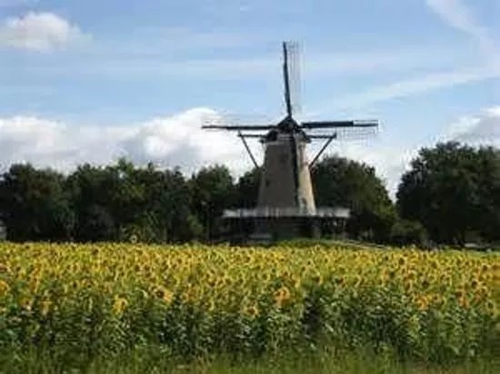 Stellingkorenmolen De Windhond
