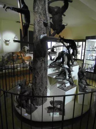 Le Musee d'Histoire Naturelle et d'Ethnographie