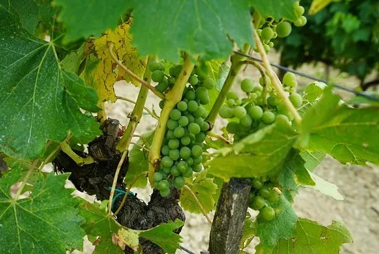 Azienda Agricola Losi Querciavalle